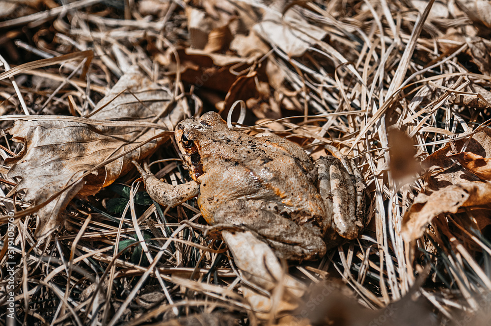 brown toad sits on gray brown dry grass, camouflage animal in the wild brown toad sits on gray brown dry grass, camouflage animal in the wild