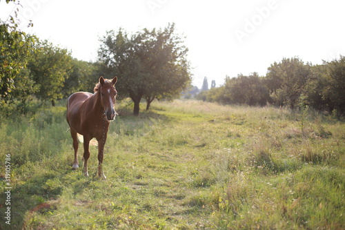 horse in field © Алексей Бондаренко