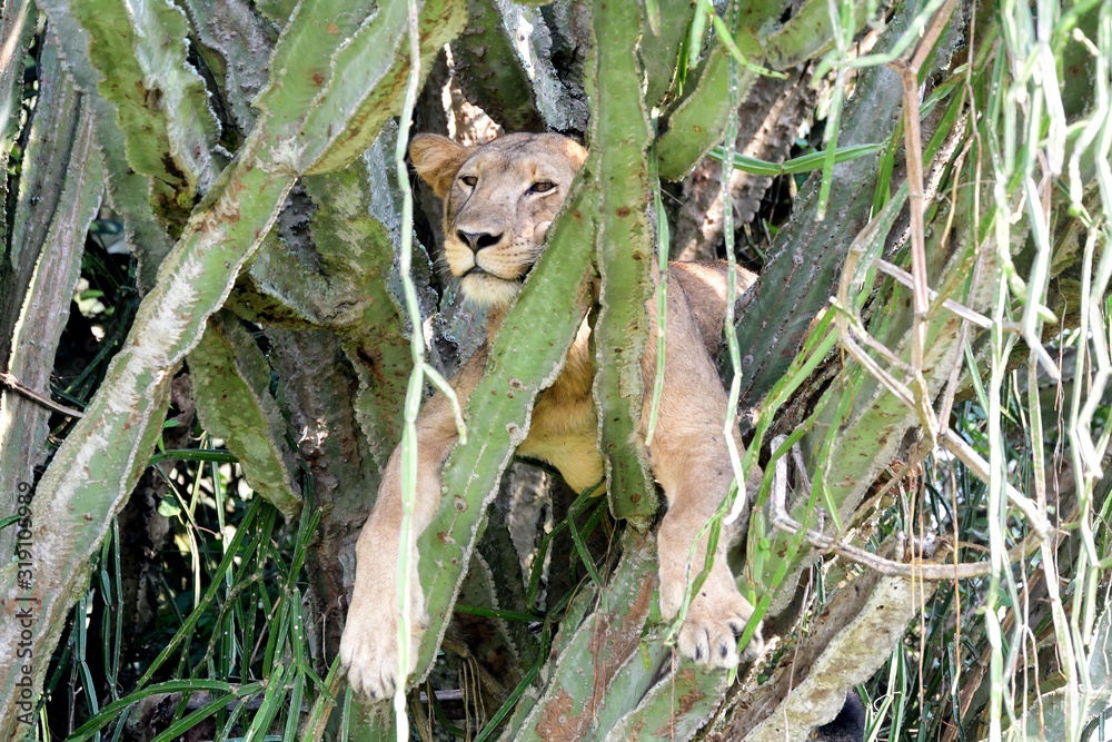Lion, Queen Elizabeth National Park, Uganda