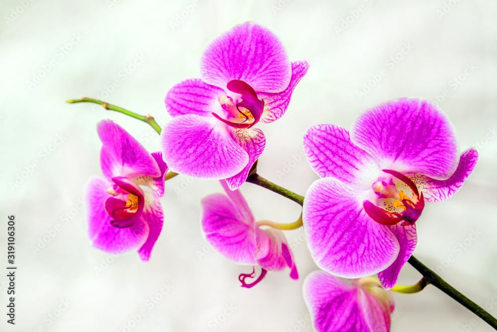 The branch of purple orchids on white fabric background The branch of purple orchids on white fabric background