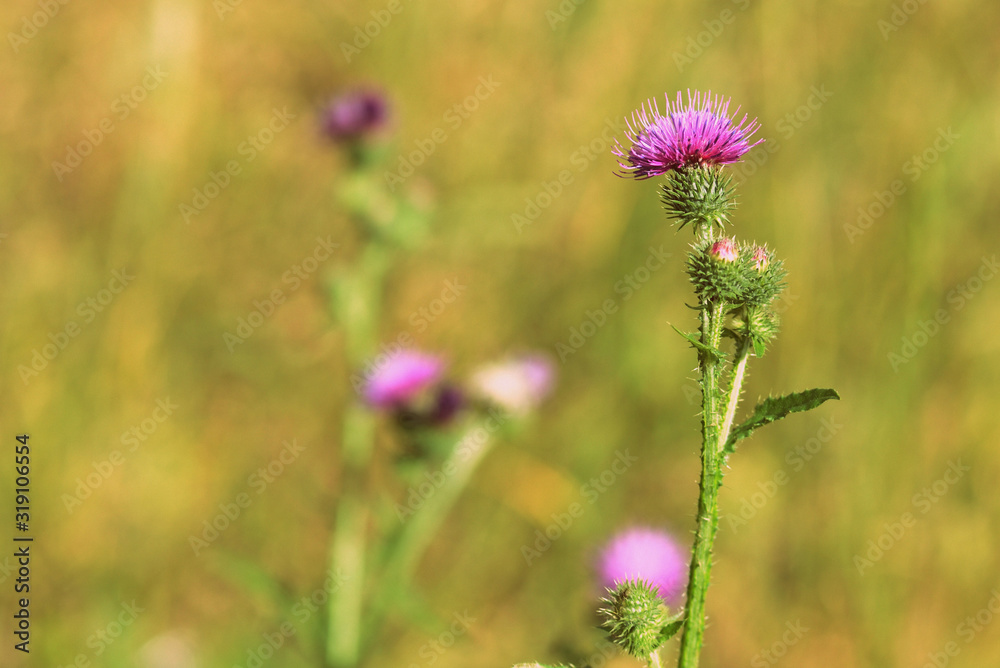 Purple thistle flowers on a summer meadow close-up. Retro style toned Purple thistle flowers on a summer meadow close-up. Retro style toned