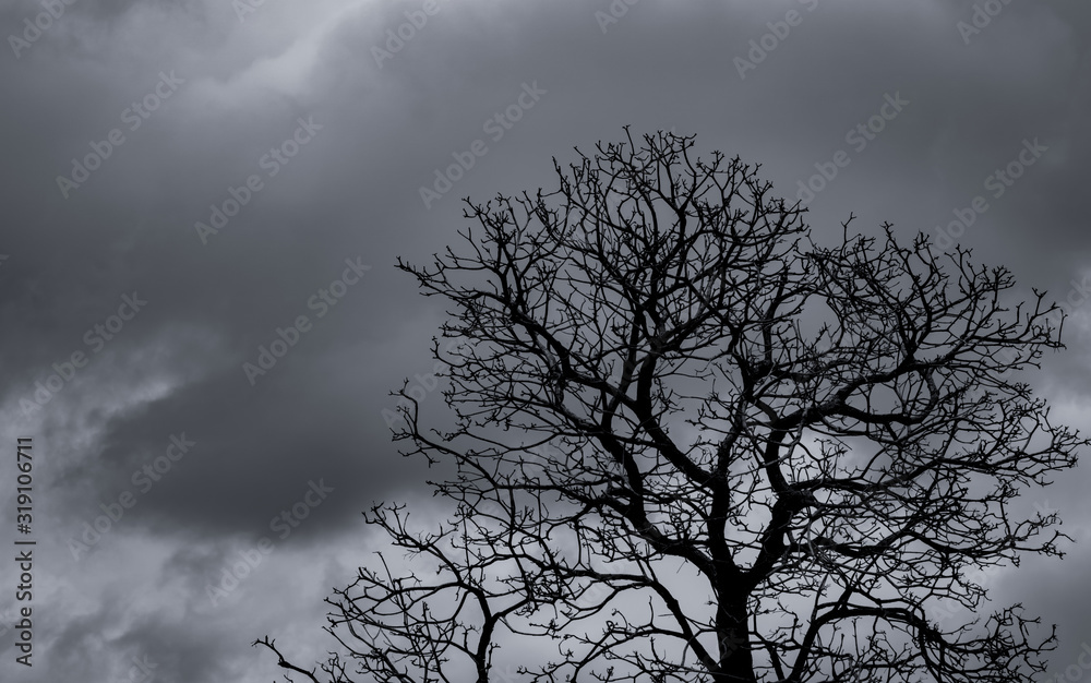 Silhouette dead tree and branch on grey sky background. Black branches of tree. Nature texture background. Art background for sad, death, lament, hopeless, and despair. Halloween day background. Silhouette dead tree and branch on grey sky background. Black branches of tree. Nature texture background. Art background for sad, death, lament, hopeless, and despair. Halloween day background.