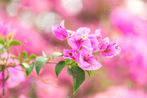 A bougainvillea flower in sunshine day with pink flower background texture
