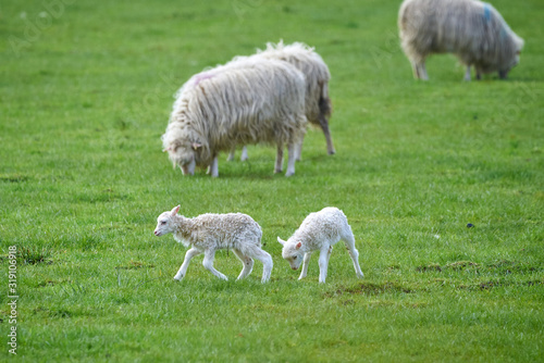 Young Lambs playing on green grass,near sheeps (Ovis aries)