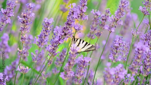 Beautiful butterfly on a flower. Summer field. Slow motion shot.