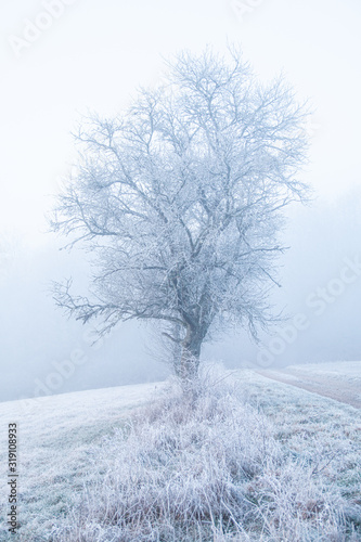 Winter Saarland Solitär Baum Eis Nebel Feld Eis gefrohren Eis Schnee Jagd Natur Landwirtschaft Landschaft Landscape Biosphäre Bio nachhaltig 