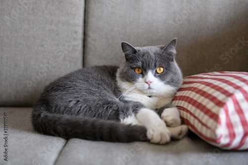 British shorthair cat lying on the sofa © chendongshan