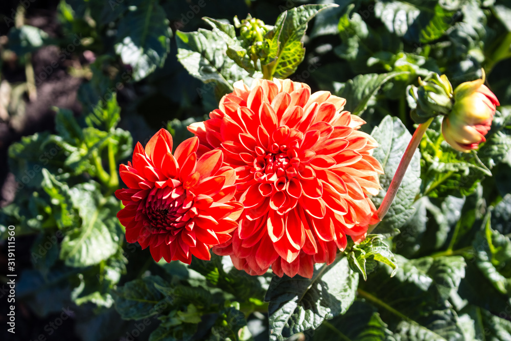 Red dahlia flowers close-up. Flowers grow in the garden in the open. Red dahlia flowers close-up. Flowers grow in the garden in the open.