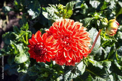 Red dahlia flowers close-up.  Flowers grow in the garden in the open.