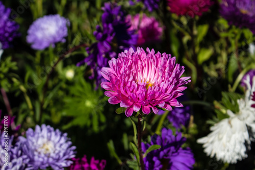 different color flowers aster close up.  Flowers grow in the garden in the open.