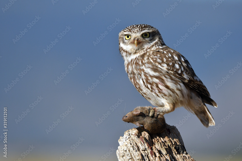 Obraz premium mochuelo