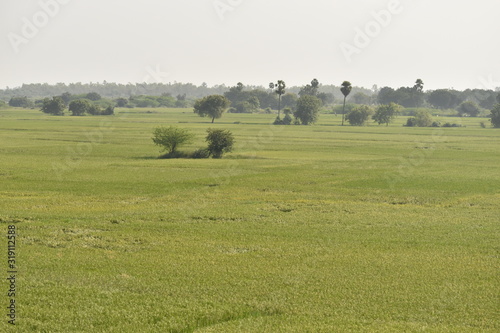 A green paddy field in India, Green grass in the summer meadow in the sunshine.