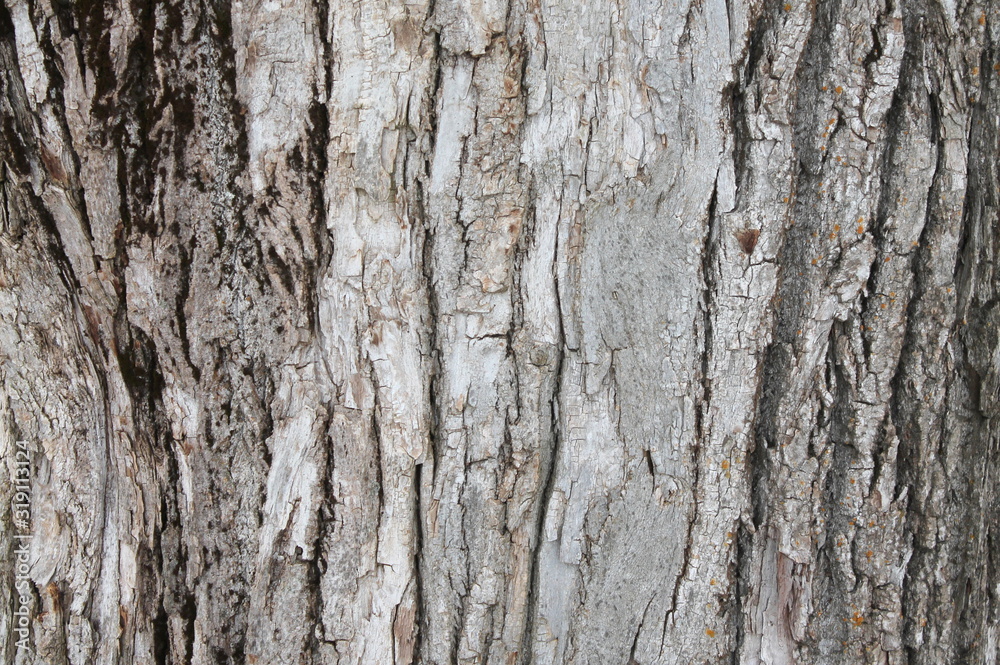 Old gray cracked wood bark texture. Tree trunk. Old gray cracked wood bark texture. Tree trunk.