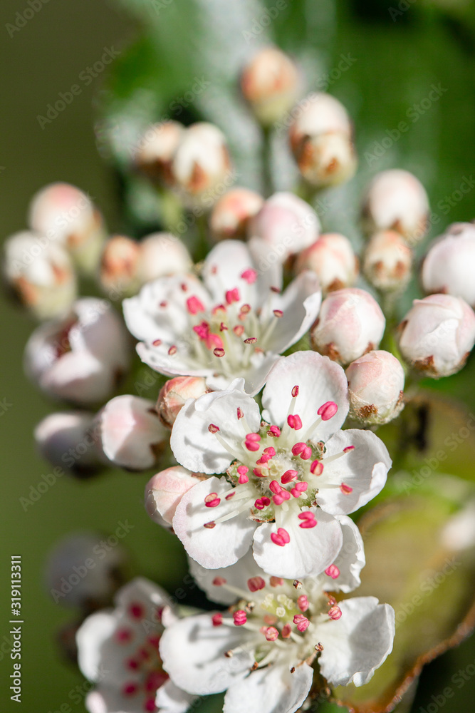 Obraz premium Spring Primula