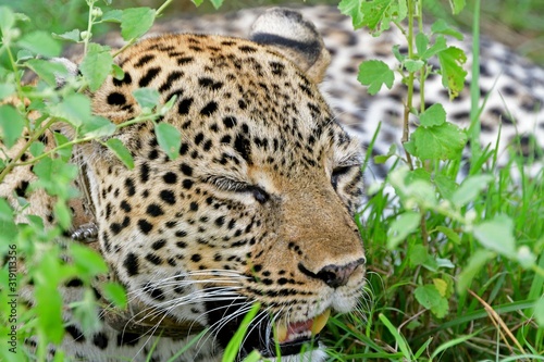 Leopard, Queen Elizabeth National Park, Uganda