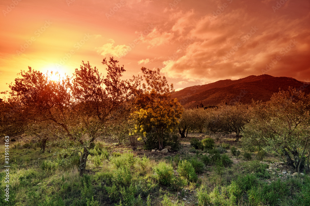 Fototapeta premium olive grove sin eastern pyrenees mountains