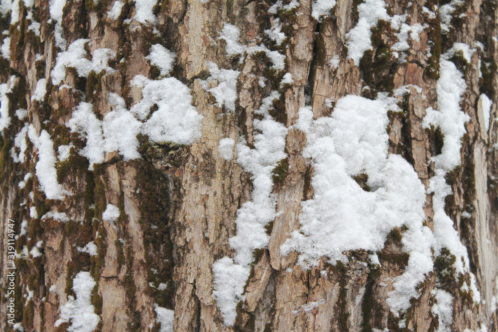 Obraz premium Old gray cracked wood bark texture. Tree trunk.