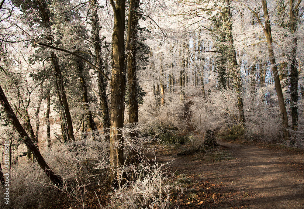 Obraz premium Gefrorener Kaiserstuhl bei Oberbergen