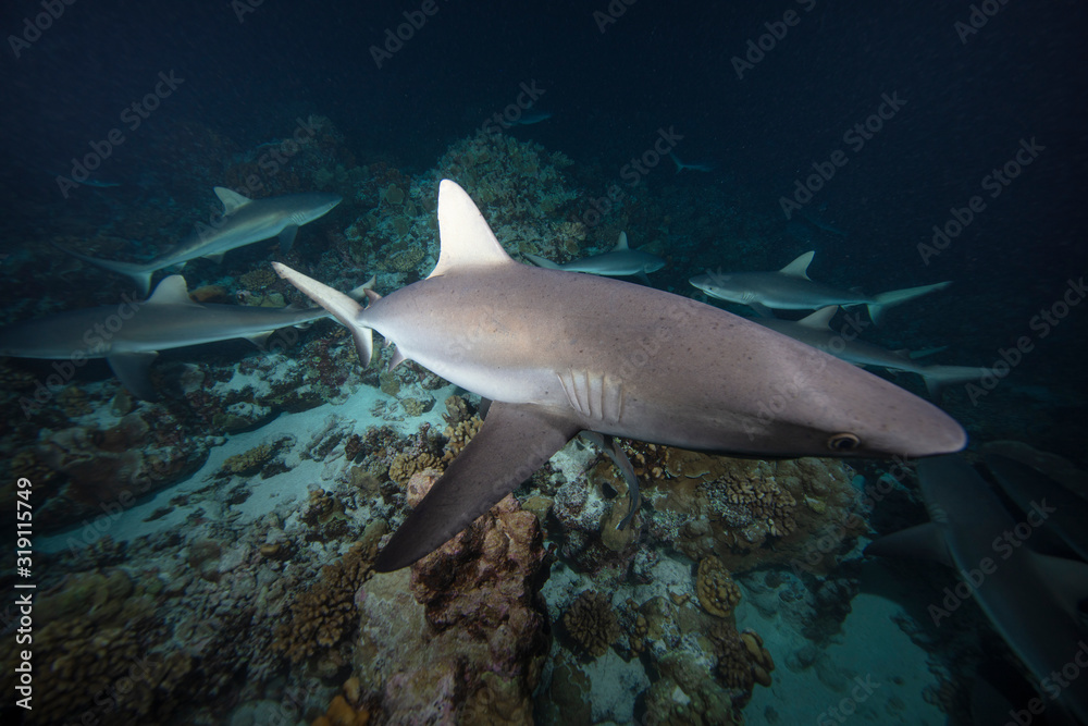 Fototapeta premium wild life shark underwater photography 