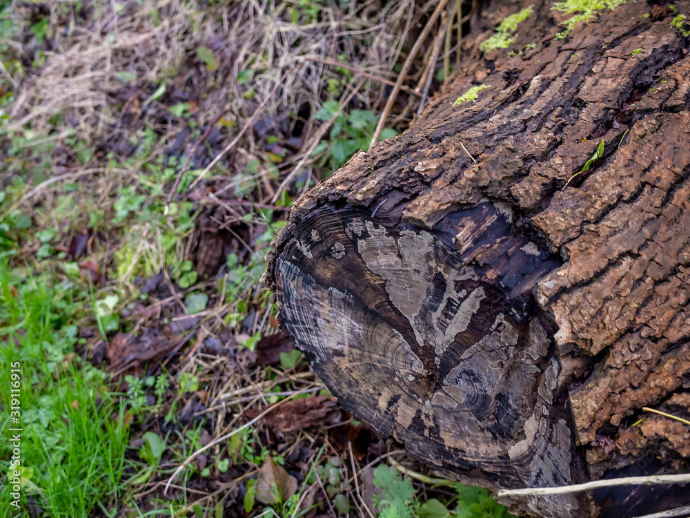 Close up of decaying log in the rural countryside Close up of decaying log in the rural countryside