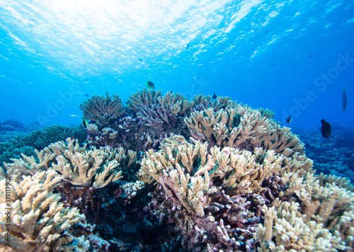 coral reef with fish