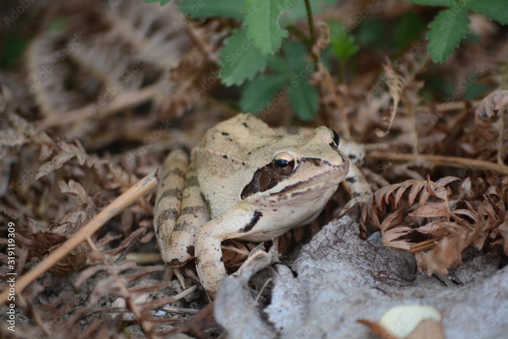 Naklejka premium rainette