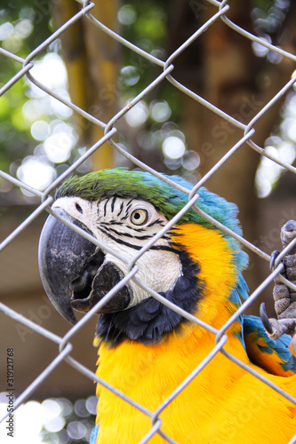 Blue and yellow macaw or ara chloropterus bird clings in steel cage blurred tree background