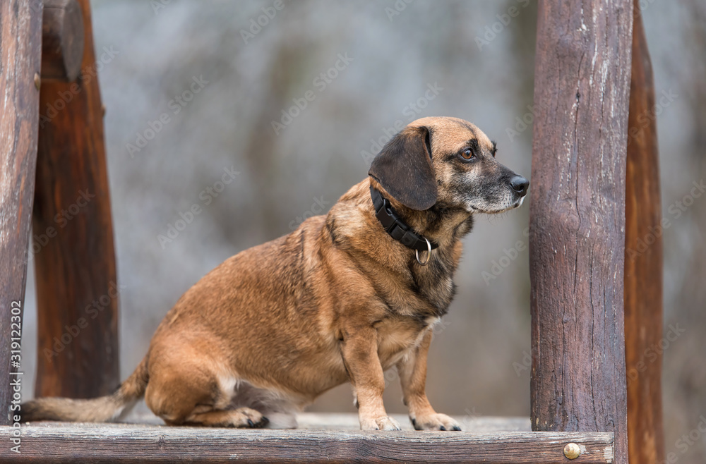 Mixed dog sitting on a wooden climbing frame Mixed dog sitting on a wooden climbing frame