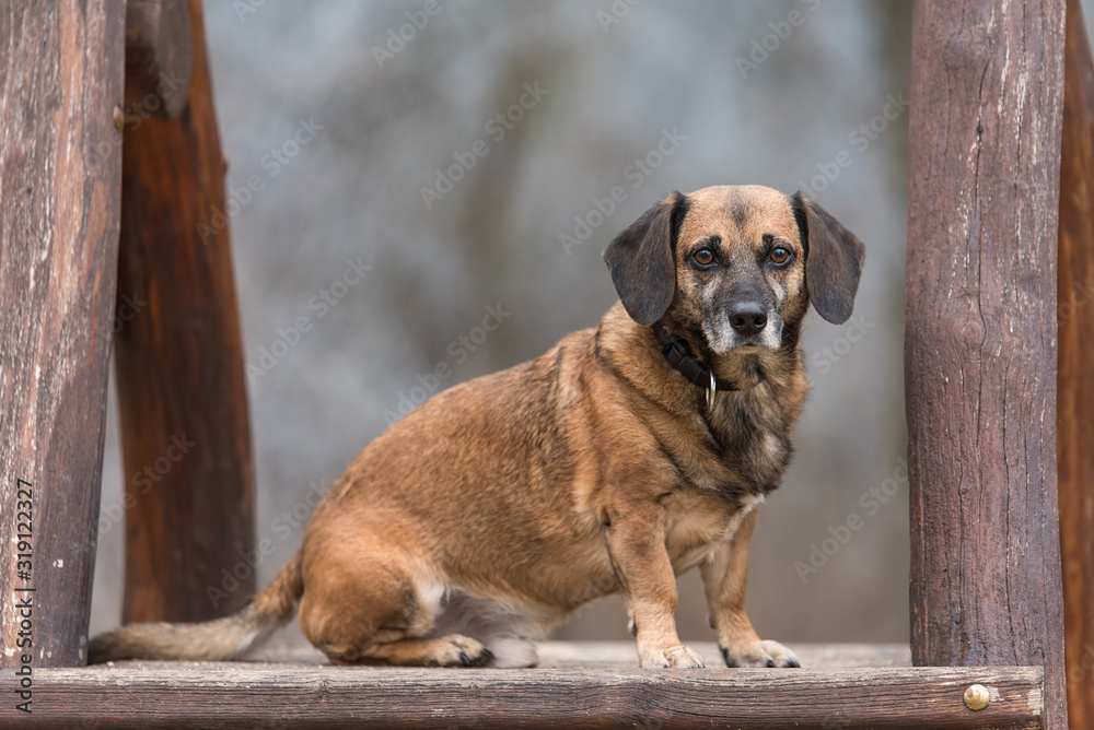 Mixed dog sitting on a wooden climbing frame