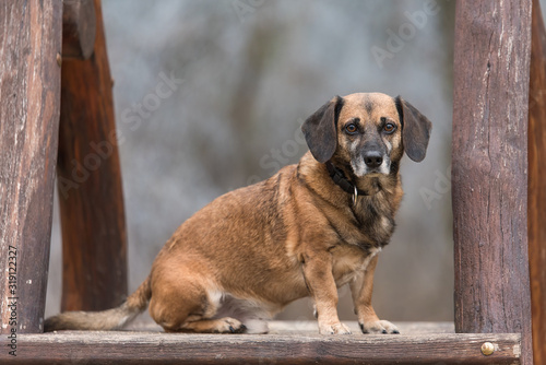 Mixed dog sitting on a wooden climbing frame