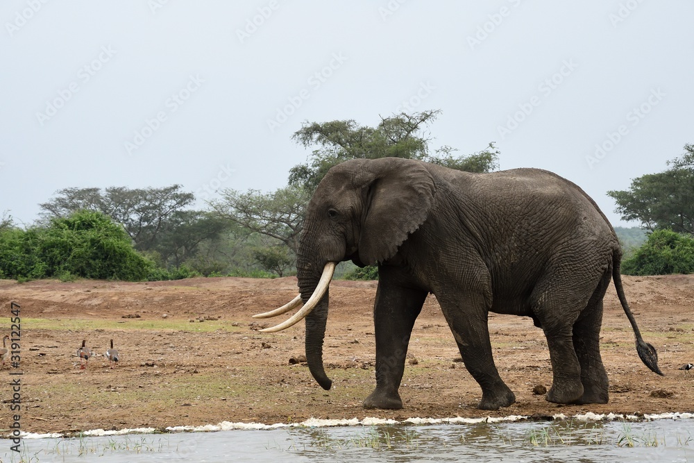 African elephant, Queen Elizabeth National Park, Uganda