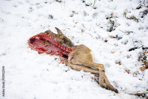 Dead Corpse cadaver of a deer in the snow