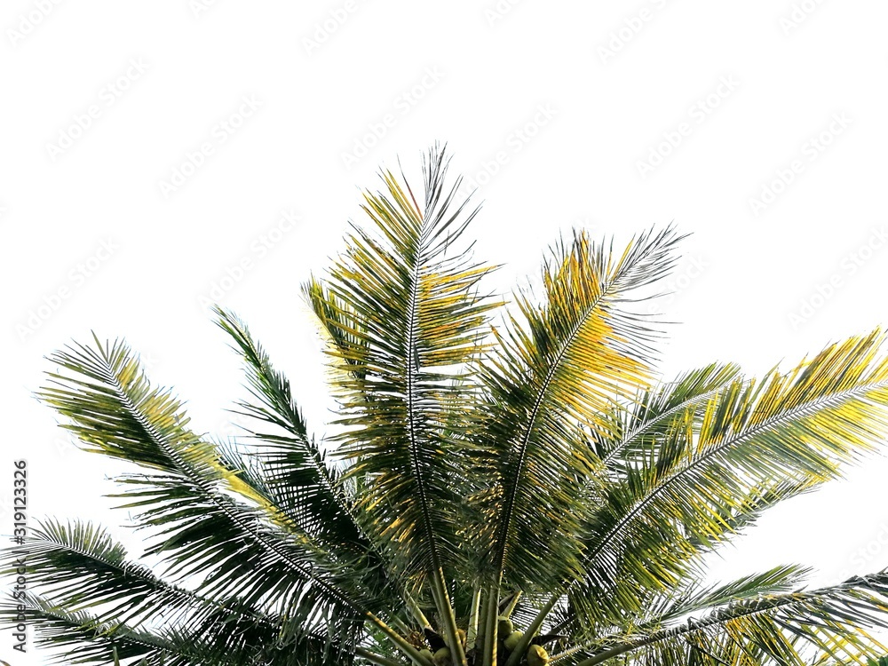 branch of palm tree on background of blue sky branch of palm tree on background of blue sky