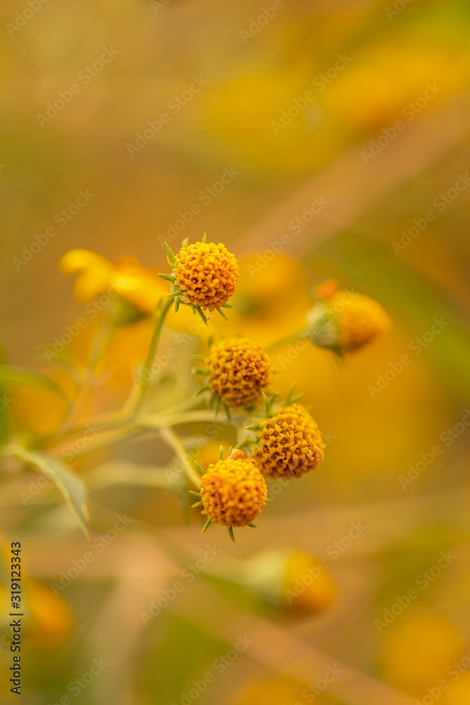 Disk Florets and stigma Flowers on yellow blured background Disk Florets and stigma Flowers on yellow blured background