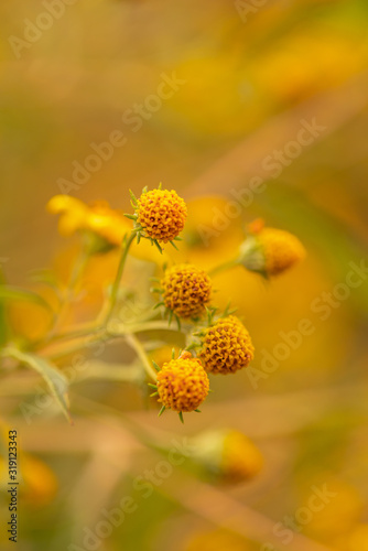 Disk Florets and stigma Flowers on yellow blured background
