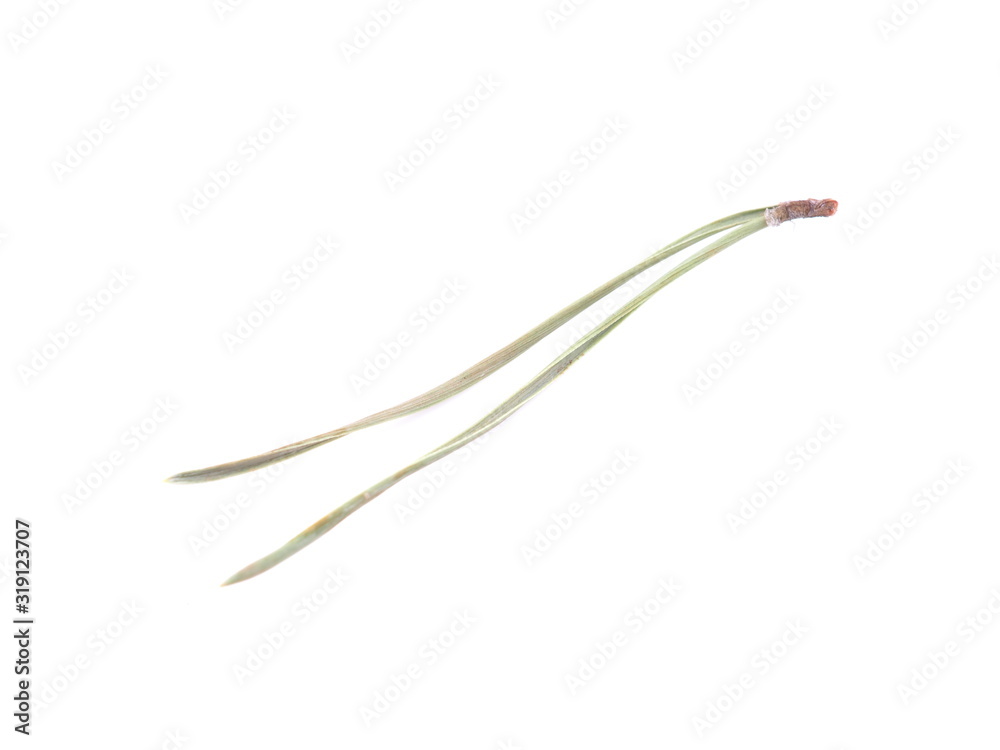 pine needles on a white background pine needles on a white background
