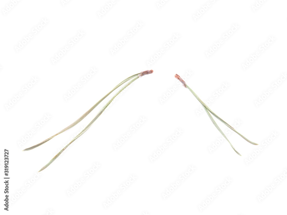 pine needles on a white background pine needles on a white background