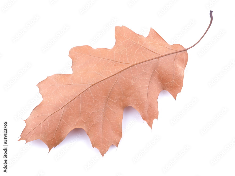 Fototapeta premium dry oak leaf on a white background