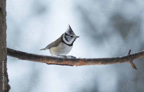 tit bird in the forest. winter