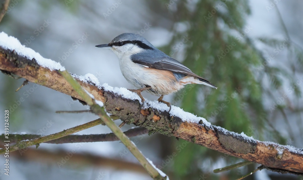 nuthatch bird on a fir tree trunk in the forest nuthatch bird on a fir tree trunk in the forest