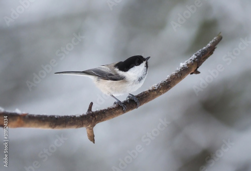 tit bird in the forest. winter © enskanto
