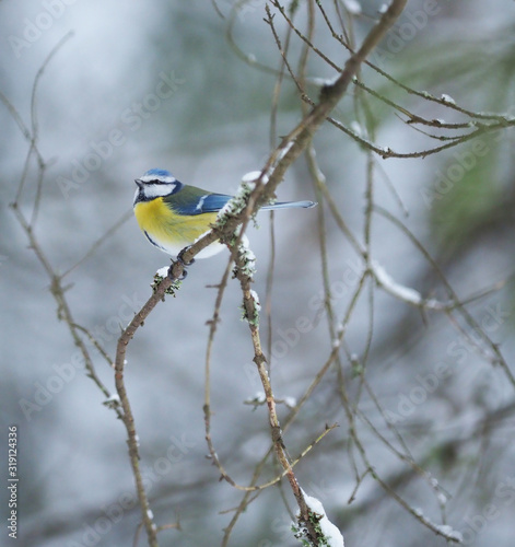 tit bird in the forest. winter © enskanto