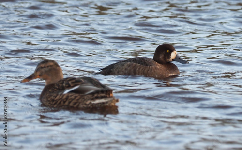 Greater Scaup Bird on the Lake
