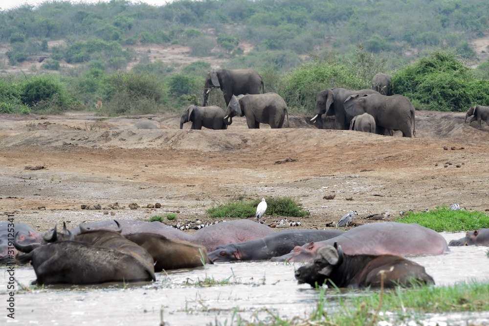 African elephant, Queen Elizabeth National Park, Uganda African elephant, Queen Elizabeth National Park, Uganda