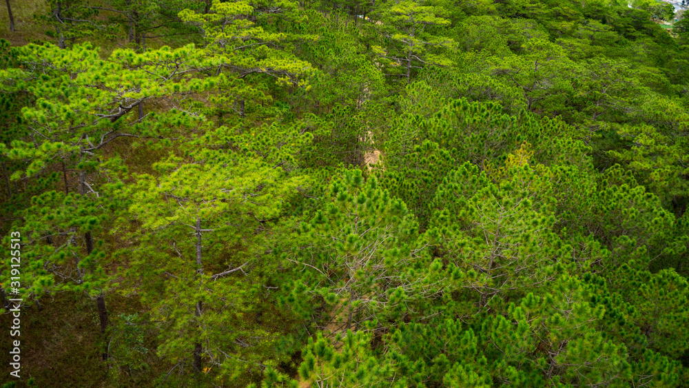 What birds see flying over the forest, beautiful nature through the eyes of birds.