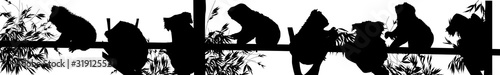 stripe with black koala silhouettes on white