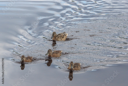 Mallard duck with ducklings on the lake © enskanto