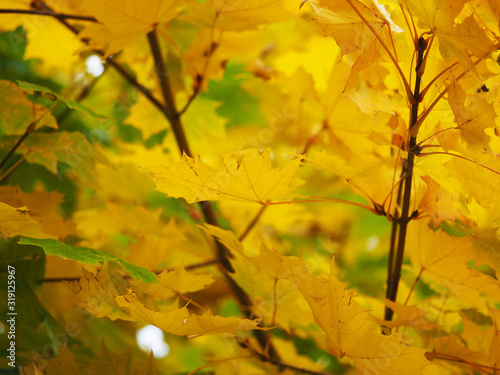 yellow maple leaves in the park. autumn