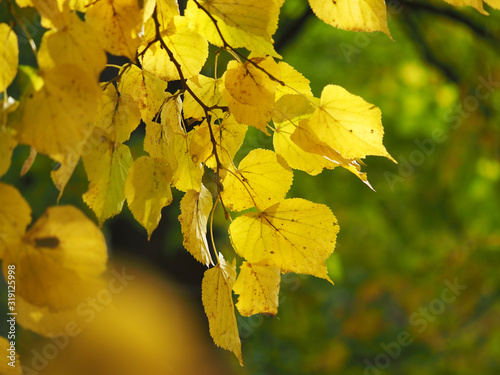 yellow leaves of elm in the park. autumn