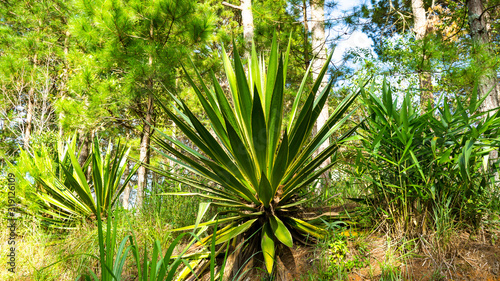 A prickly large plant in Vietnam.